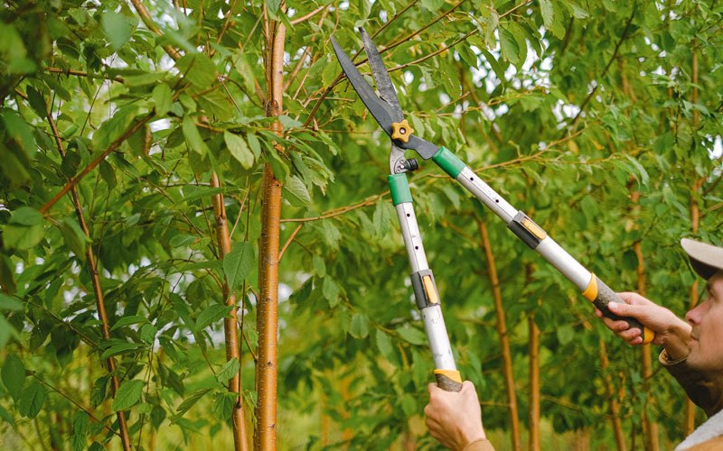 Tree trimming in Phelps, NY